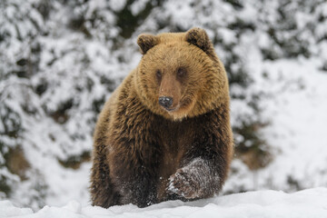 Wall Mural - close wild big brown bear in winter forest