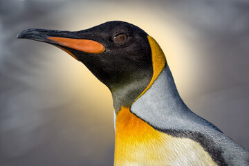 Wall Mural - portrait of king penguin with blurred background