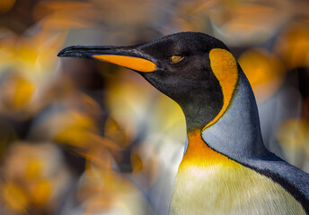 Wall Mural - portrait of king penguin with colorful background