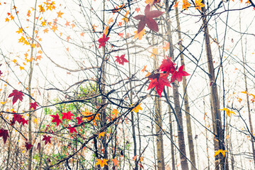 Wall Mural - Multi-colored sweet gum leaves in a woods in the Fall