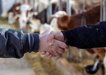 Canvas Print - Farmers shaking hands in front of cattles in barn