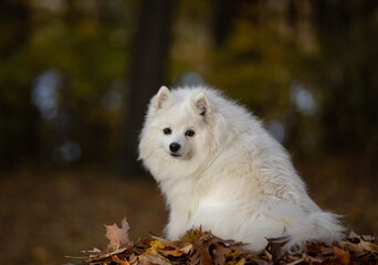  American Eskimo looking back at you!