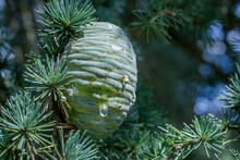Close Up Of Pine Cones On Atlantic / Blue Atlas Cedar Tree Cedrus Atlantica.