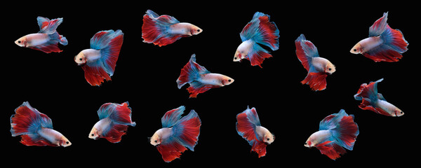 Wall Mural - Photo collage of red blue mascot halfmoon betta splendens siamese fighting fish isolated on black color background. Image photo