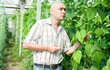 © JackF - Positive man worker checking plants while gardening in hothouse