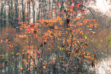 Beautiful Red Autumn Leaves In A Forest Beside A Lake