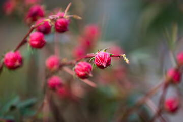 Poster - Close up of Roselle flowers