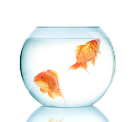 Canvas Print - Golden fish in fish bowl.