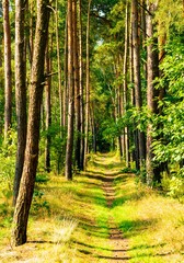 Wall Mural - Vertical shot of a sunny path in the forest surrounded by green trees in summer