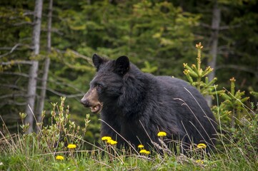 blackbear with dandellions
