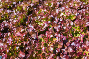 Wall Mural - Red leaf lettuce garden background, outdoor day light, organic vegetable farming in north of Thailand