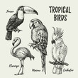 Hand drawn sketch black and white vintage exotic tropical birds set. Vector illustration isolated object.