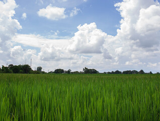 green field and blue sky