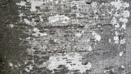 Tree bark texture of Fagus sylvatica or European beech