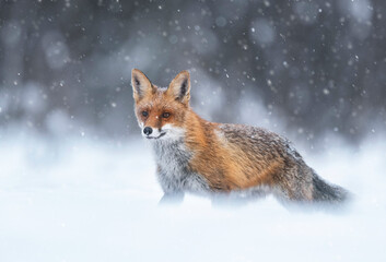 Sticker - Fox (Vulpes vulpes) in winter scenery