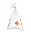 goldfish in the water packet on white.
