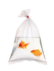 Wall Mural - Pair of goldfish in the water packet on white.
