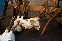 Roe Deer Skulls With Antlers On The Ground. Dark Magic Witch Accessories, Occult Sciences Concept, Ancient Mystical Ritualistic Practices And Shamanism. Selective Focus