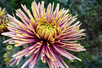 Autumn. Blooming chrysanthemum..