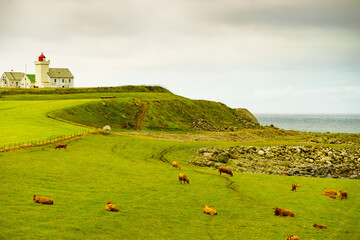 Poster - Cows on pasture at Obrestad lighthouse, Norway.