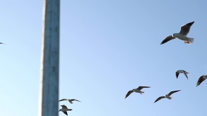 Wall Mural - Seagulls flying against the blue sky at Okha Port in Okha, Gujarat, India	