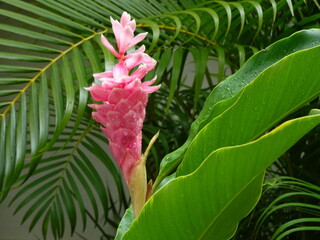 tropic flowers - tropische Blumen