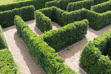 Labyrinth Maze Garden. Build From The Tree Forming A Wall In The Park.