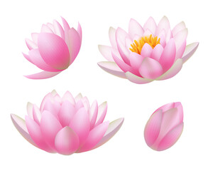 Canvas Print - Lotus flowers. Realistic beautiful plants flowers buds and leaves buddhism symbols decent vector nature pictures. Waterlily and lotus, floral blossom spring illustration