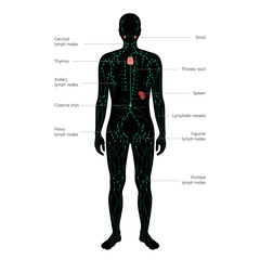 Wall Mural - Lymphatic system concept