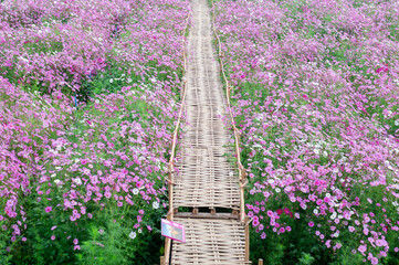 Wall Mural - background field aster of cosmos flower