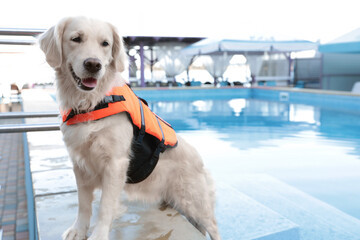 Poster - Dog rescuer in life vest near swimming pool outdoors