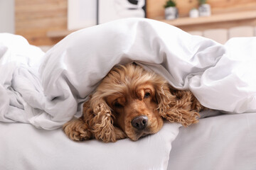 Poster - Cute English cocker spaniel covered with soft blanket on bed