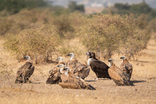 Flock Of Cinereous, Himalayan And Eurasian Griffon Vulture Gyps Fulvus Or Gyps Himalayensis Or Aegypius Monachus Basking In Sun At Jorbeer Conservation Reserve Bikaner Rajasthan India