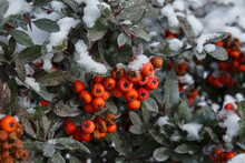 Red Rowan Berries Covered Snow