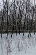Park Śląski pokryty śniegiem.
