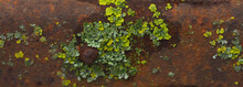Rusty Iron Grating With Green Lichen Close-up