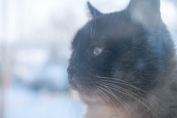 Aufkleber - Frosty winter day. Cat outdoor is looking through the window. .Siamese cat. Funny ears and eyes. Background pattern for design..