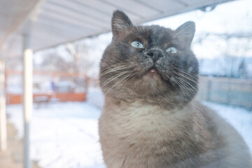 Aufkleber - Frosty winter day. Cat outdoor is looking through the window. .Siamese cat. Funny ears and eyes. Background pattern for design..