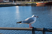 A Young Seagull Stands On The Railing In The Harbor Of A Big City