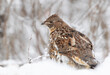 Ruffed grouse female in the winter snow