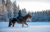 Fototapeta  - Woman horseback riding in snowy forest in winter in Finland