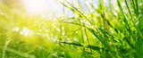 Fototapeta Sypialnia - Fresh green grass background in sunny summer day