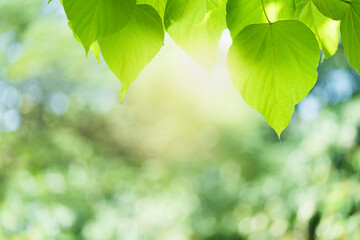 Wall Mural - Closeup beautiful view of nature green leaf on greenery blurred background with sunlight and copy space. It is use for natural ecology summer background and fresh wallpaper concept.