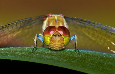 close up of a dragonfly on a leaf