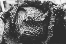Vintage Black And White Shot Of A Savoy Cabbage