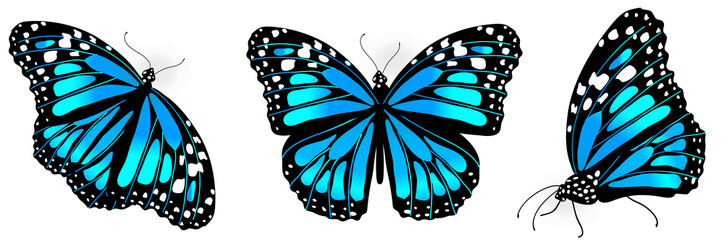 Sticker - butterfly743