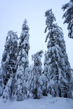 Fototapeta Las - winter wonderland in the black forest on the kaltenbronn
