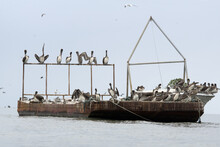 Caribbean, Guatemala, Central America: Tons Of Pelicans On An Abandoned Rusting Ship