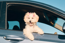 Side View Of A Happy French Poodle Mini Puppy Dog With Hair Clips Looking Out Of A Car Window With The Tongue Out
