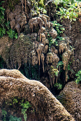 corals among the forest [waterfall's trace]